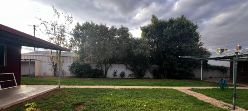 Established trees before removal in a residential yard