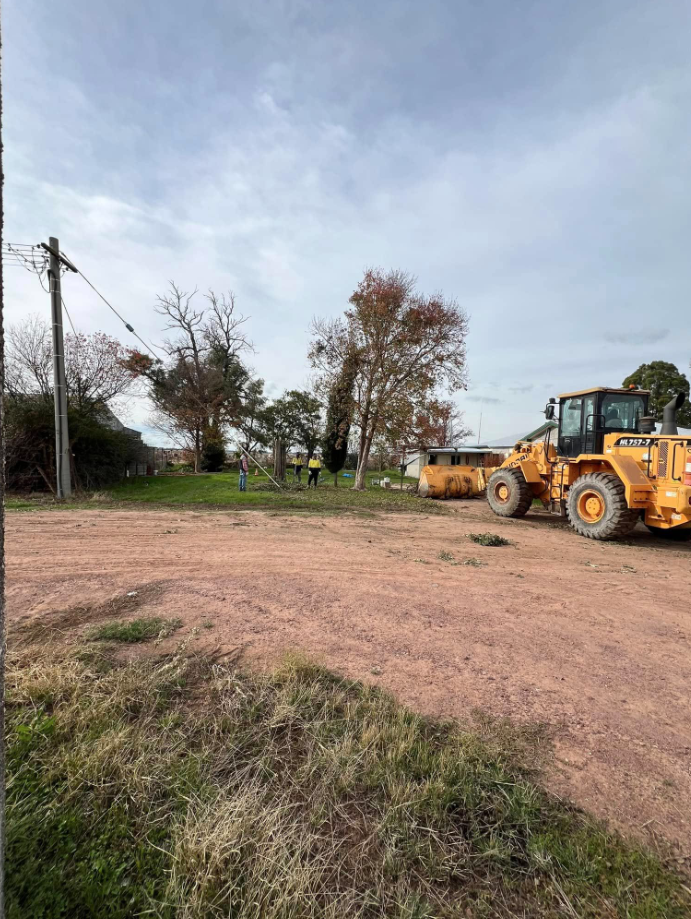Open property after large tree removal