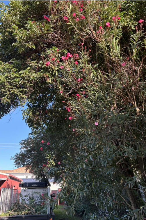 Dense vegetation along a property boundary before tree work